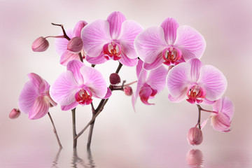 Różowy kwiat orchidei na pastelowym tle