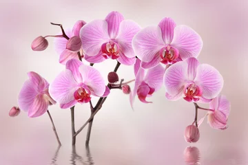 Foto op Plexiglas Orchidee Roze orchideeën bloem achtergrondontwerp