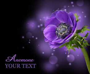 Purple anemone flower design background