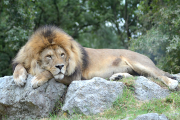 Leone su una roccia © stefanobf