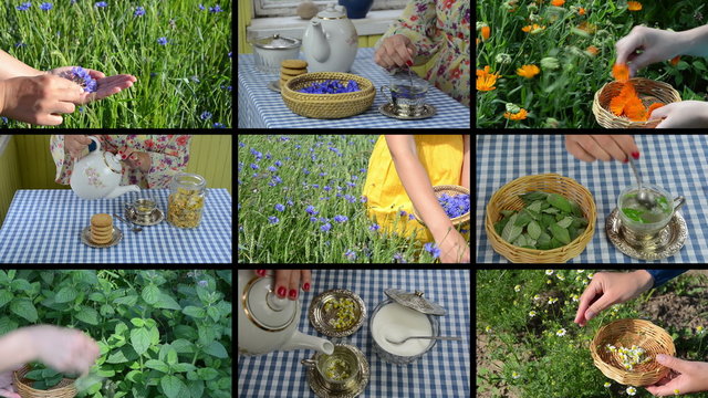 Hands gather herb plants and make herbal tea. Footage collage