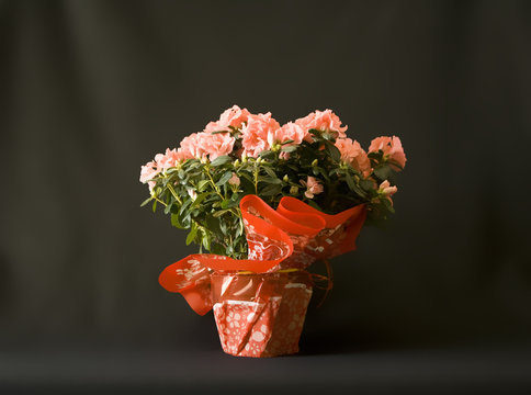 fiori rosa