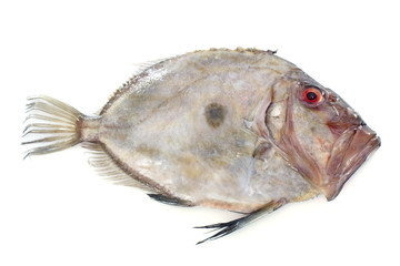 Zeus faber Fish