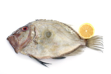 Zeus faber Fish