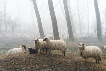 flock of sheep in the fog