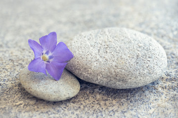 Fototapeta na wymiar Gray stone and pebble zen background with blue periwinkle flower