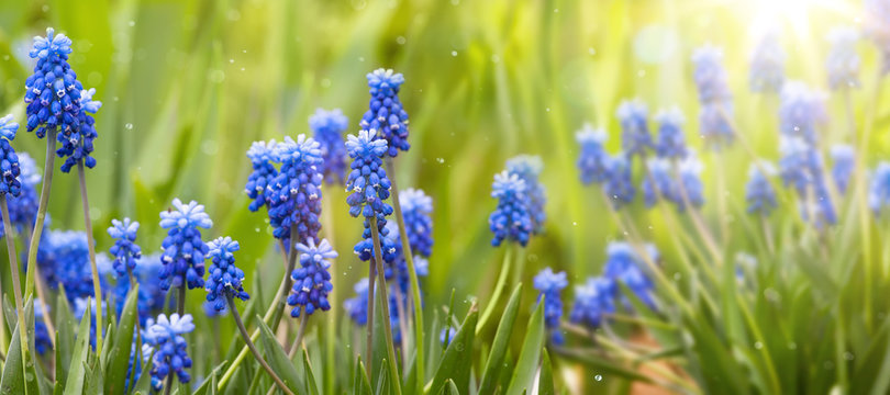 Spring and easter background with spring flowers