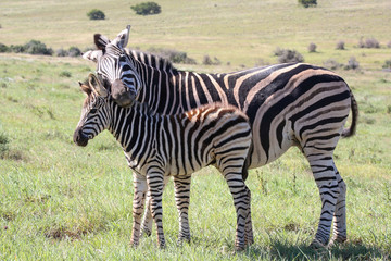 Fototapeta na wymiar Baby Zebra and Mom