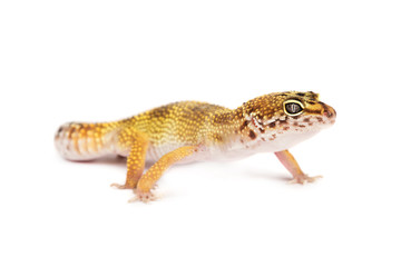Leopard gecko isolated on white background