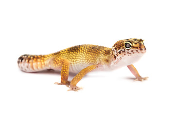 Leopard gecko isolated on white background