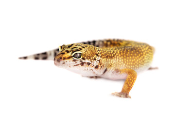 Leopard gecko isolated on white background