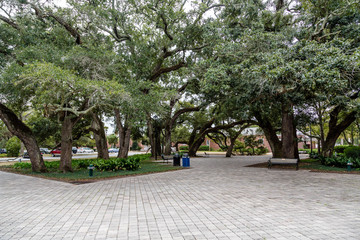 Oak Tree and Pavers in Park