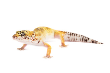 Naklejka premium Leopard gecko isolated on white background