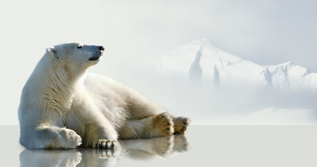 Polar bear lying on the ice in the environment of the iceberg.