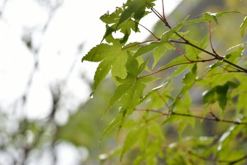 もみじ,緑