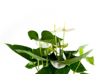 una pianta in regalo