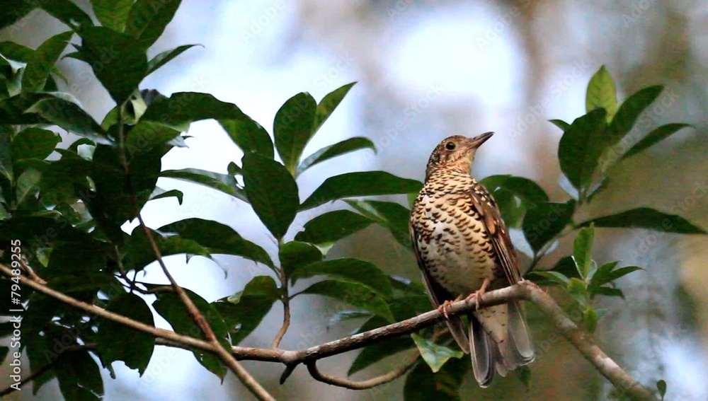 Poster amami thrush (zoothera major) in amami island, japan