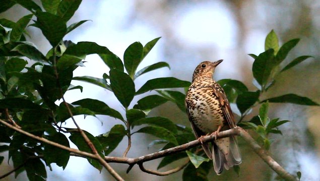 Amami Thrush (Zoothera major) in Amami Island, Japan