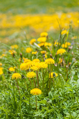 Blumenwiese mit Löwenzahn