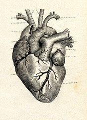 Human heart