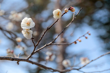 梅の花