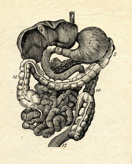 Digestive system