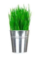 Fresh green grass in small metal bucket isolated on white