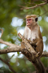 Macaque Monkey