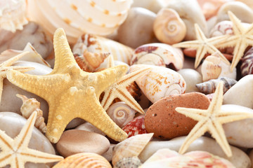 Seashells background.