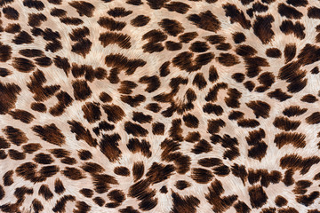 texture of print fabric striped leopard - 79496236