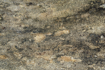 textured tree wood grain leaf small old concept