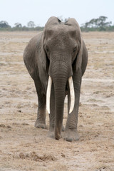 Obraz premium Eléphanteau au Kenya
