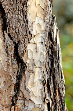 close-up of the bark of old tree trunk