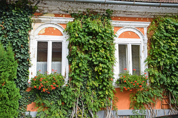 Windows of an old building with flowers