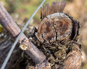 pied de vigne taillé