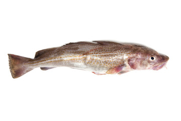 Whole cod fish