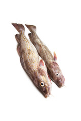 Couple of whole cod fish