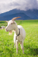 White goat on the meadow