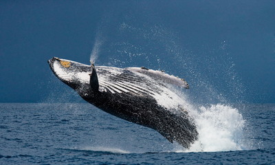 Jump humpback whale. Madagascar. Waters of the island of St. Mary.	