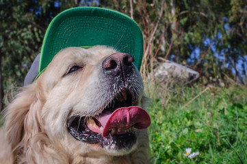 dog in the cap