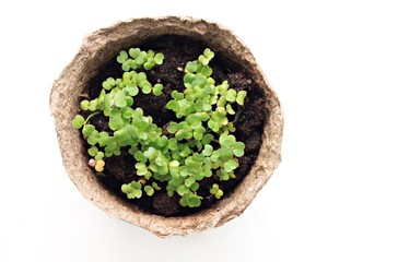 little fresh seedlings in pot