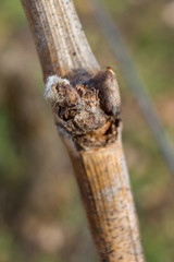 petit bourgeon de vigne