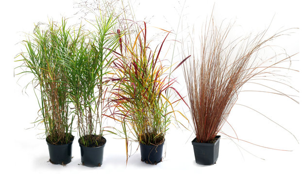 Ornamental grass carex and panicum