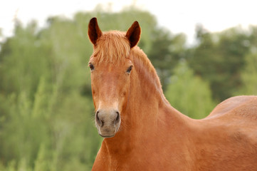 Outdoor portrait of a draft horse
