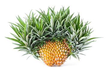 Exotic mutation pineapple