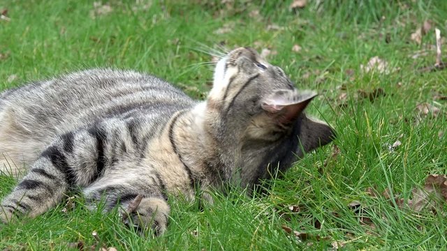 Getigerte Katze schnuppert auf der Wiese