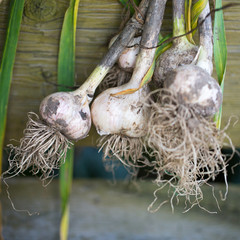 Garlic plucked from the garden