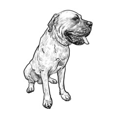 Drawing of mastiff dog on sitting pose