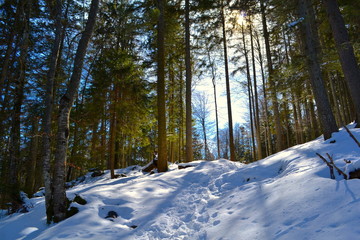 Wald am Weissensee, Füssen, Allgäu