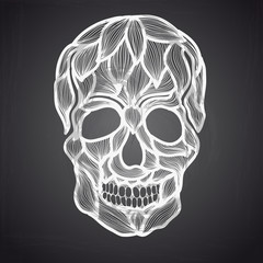 Vector illustration with Hand Drawn Skull. 